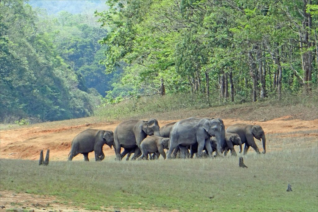Periyar National Park elephants India