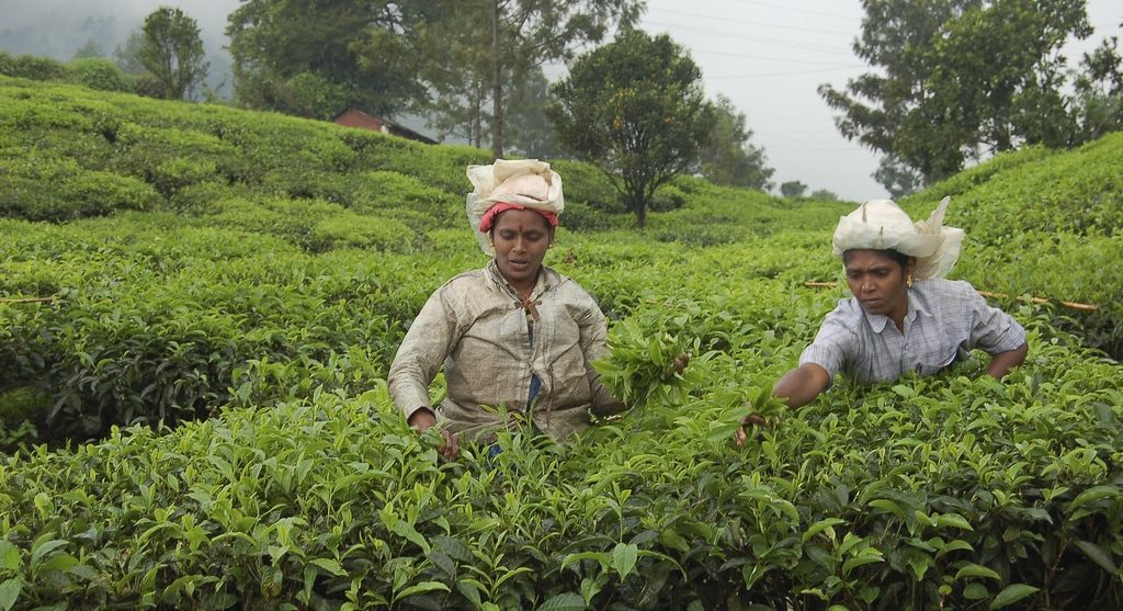 Tea plantations Munnar Kerala