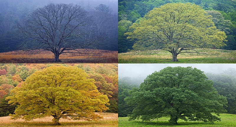 trees